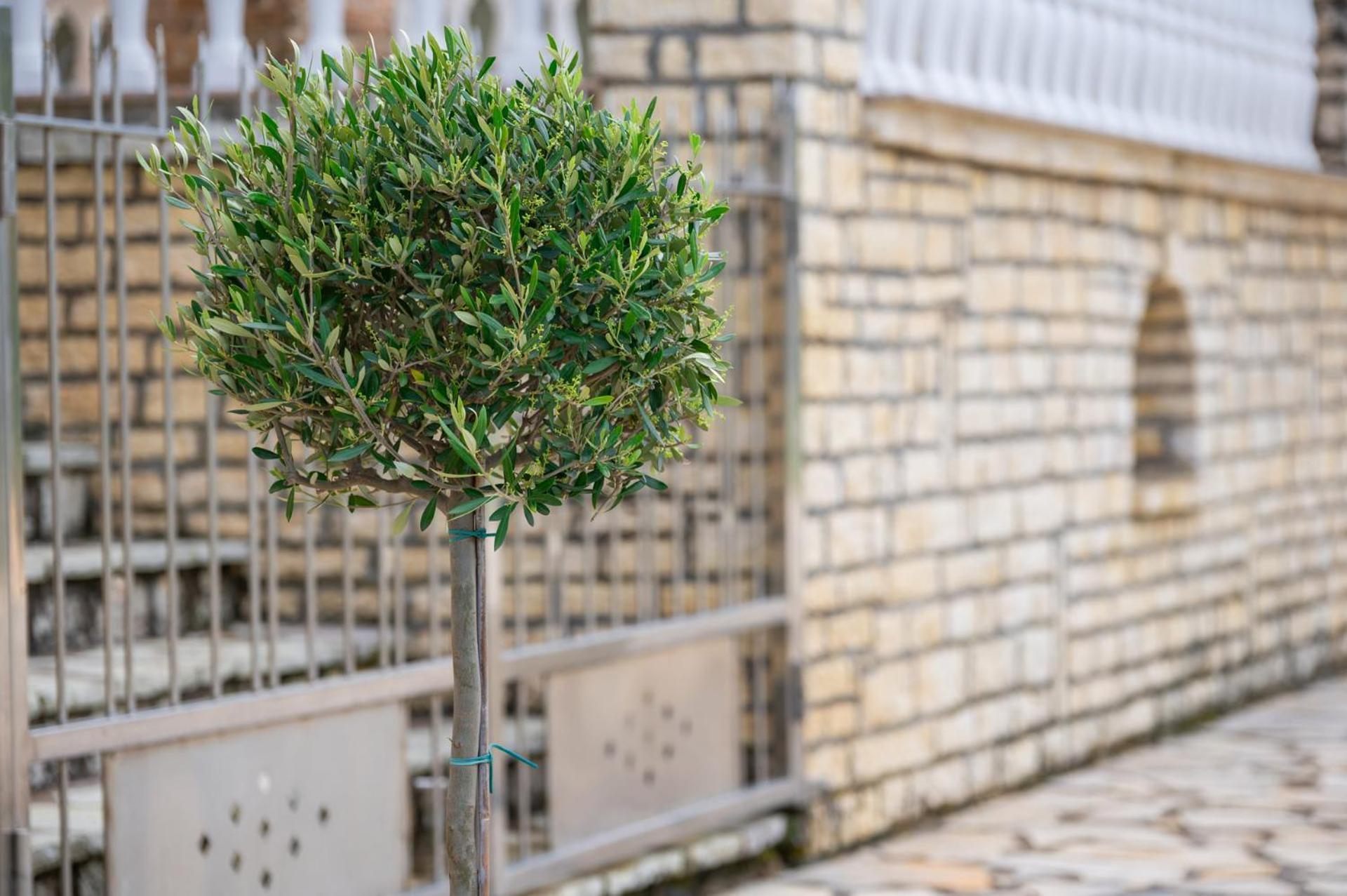 Andreas Aparthotel Ammoudia Exterior photo